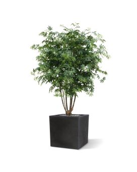 Acer Arce deluxe 165 cm verde