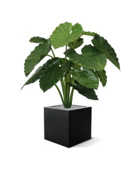 Alocasia Calidora 80cm