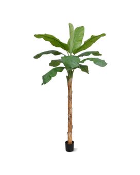 Plátano Royal XL 300cm en maceta