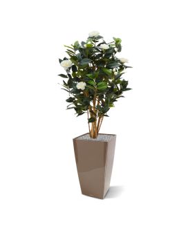 Camelia Japonica Deluxe 100 cm blanca