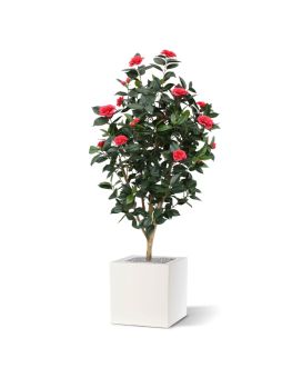 Camelia Japonica Deluxe 150cm rosa