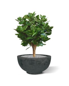 Clusia bulbo planta artificial 55cm