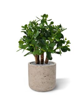 Crassula suculenta artificial 40cm