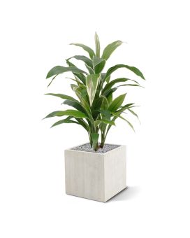 Draceana planta artificial 80cm - variegada