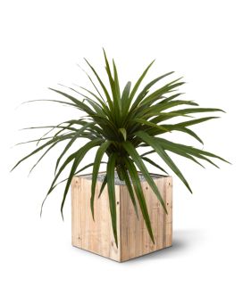 Ramo Artificial Draceana Marginata 50 cm