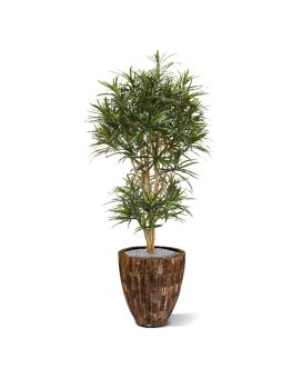 Draceana Reflexa Anita árbol artificial 160cm