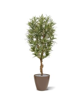 Draceana Reflexa planta artificial 150cm - variegada