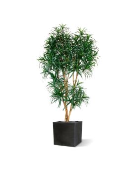 Draceana Reflexa XL árbol artificial 190cm - verde