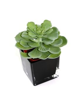 Echeveria suculenta artificial 16cm