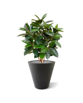 Planta artificial Elastica Robusta 90cm - FR - ignífuga