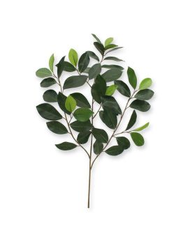 Ficus Rama Compacta x 52 FR