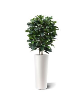 Ficus Cyathistipula planta artificial de lujo 120cm