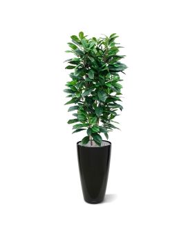 Ficus Cyathistipula planta artificial de lujo 160cm