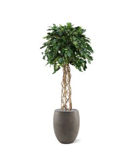 Ficus Exotica bulbo planta artificial sobre tallo 150cm