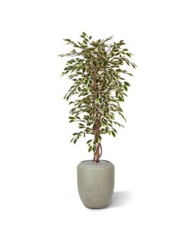 Ficus Hawai árbol artificial 150cm