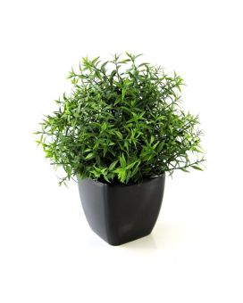 Eucalipto 35cm en maceta