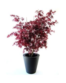 Acer Arce Y deluxe 160cm burdeos