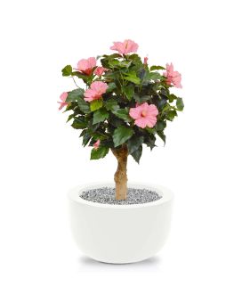 Hibiscus planta de arte en la base 65cm - cerise
