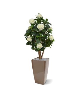 Hortensia en tronco 110 cm crema