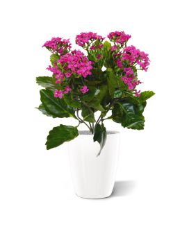 Kalanchoe planta artificial 30cm en maceta - morado