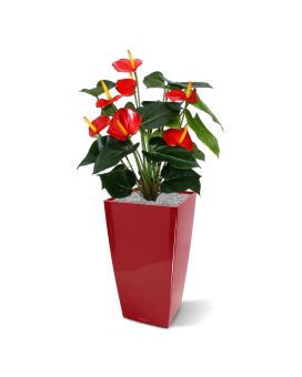 Anthurium deluxe planta artificial 50cm - rojo