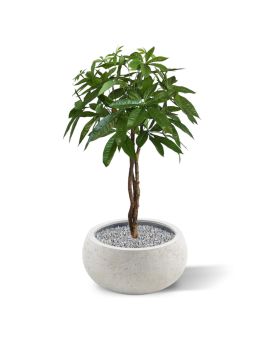 Pachira bola planta artificial sobre tallo 75cm