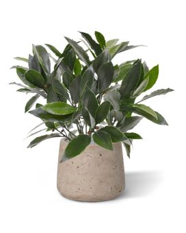 Planta artificial de laurel 35cm - Resistente a los rayos UV