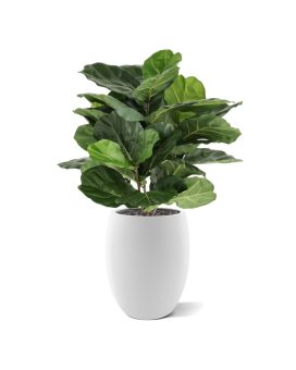 Planta Lyrata 90cm en maceta