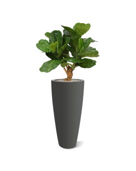 Planta artificial Lyrata deluxe sobre tallo 80cm