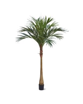 Majesty Palm x10 225cm YG-Trunk