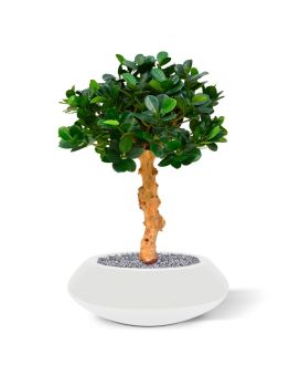 Panda Bonsai árbol artificial sobre base 60cm