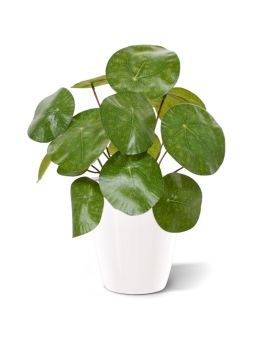 Planta artificial Pancake 20cm