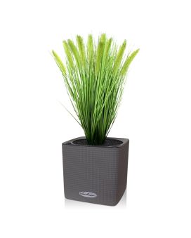 Pennisetum artificial Plum grass planta 50cm en maceta 12cm