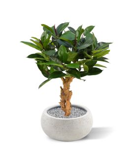 Filodendro sobre base planta artificial 80cm
