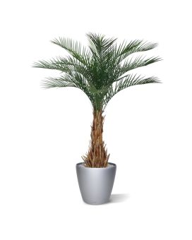 Phoenix palma artificial de lujo 180cm