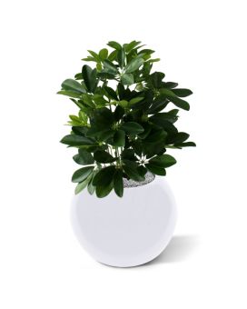 Planta artificial Schefflera de ventana 50cm