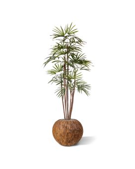 Raphis palma artificial Promo 170cm