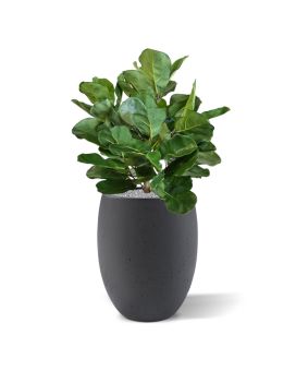 Planta artificial bulbo Royal Lyrata deluxe 75cm