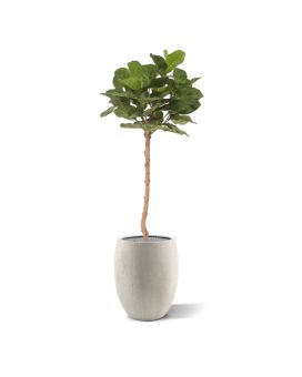 Árbol artificial Royal Lyrata sobre tronco 120cm