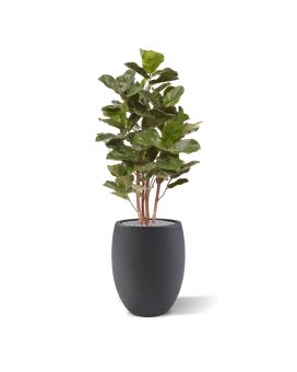 Planta artificial Royal Lyrata 105 cm