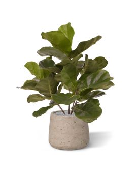 Planta artificial Royal Lyrata 45cm