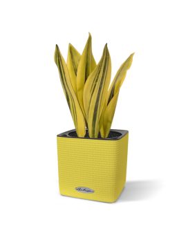 Sansevieria planta artificial 30cm amarillo-verde