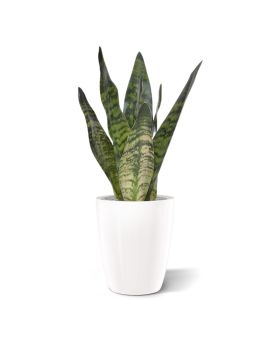 Sansevieria planta artificial 30cm verde