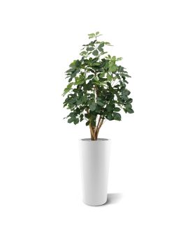 Schefflera Exotica planta artificial 120cm - FR - retardante del fuego