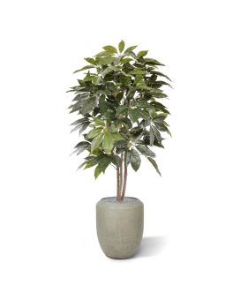 Árbol artificial Scheflera Amate 150cm