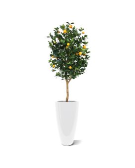 Naranjo Deluxe 150cm