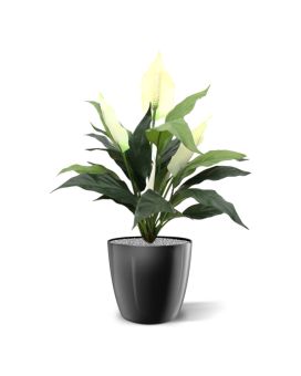 Spathiphyllum 50cm en maceta