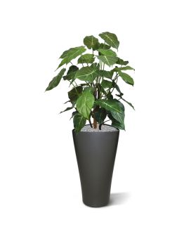 Syngonium deluxe planta artificial 85cm