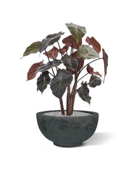 Syngonium planta artificial sobre madera 60cm