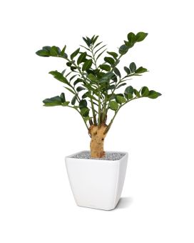 Zamioculcas planta artificial sobre base 65cm